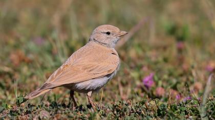 Küçük çöl toygarı