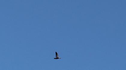 Angıt