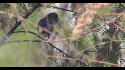 Çalı kamışçını