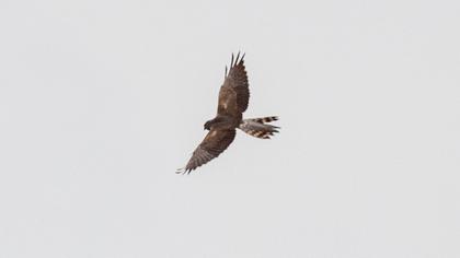 Montagu`s Harrier