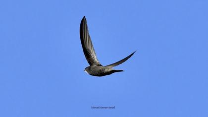 Common Swift