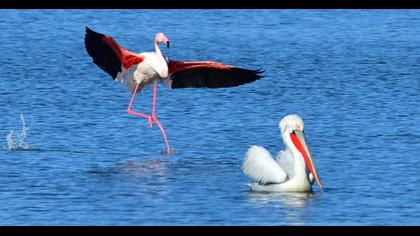 Flamingo