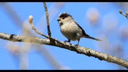 Uzunkuyruklu baştankara