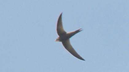 Ebabil