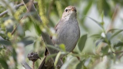 Cetti`s Warbler