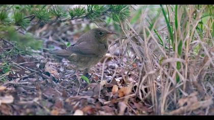 Ağaç kamışçını