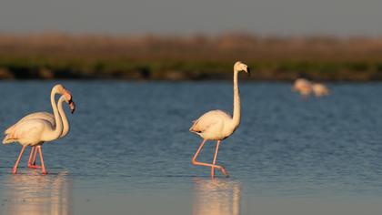 Flamingo