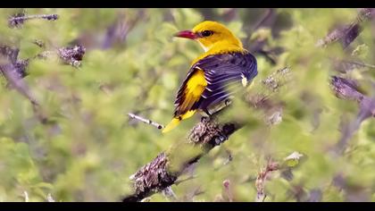 Eurasian Golden Oriole