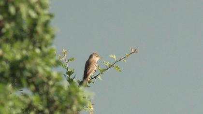 Eastern Olivaceous Warbler