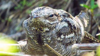 European Nightjar