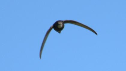 Ebabil