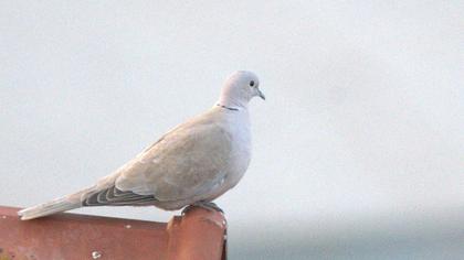 Kumru