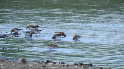 Little Stint