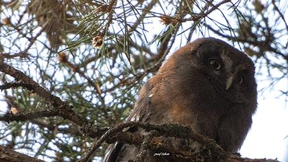 Boreal Owl