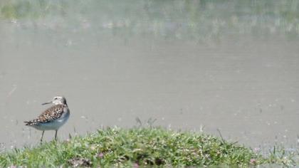 Orman düdükçünü