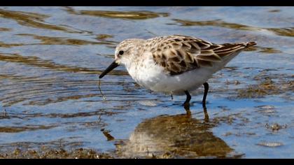 Little Stint