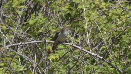 Büyük kamışçın