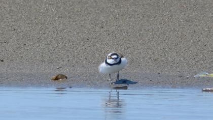 Little Ringed Plover