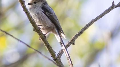 Uzunkuyruklu baştankara