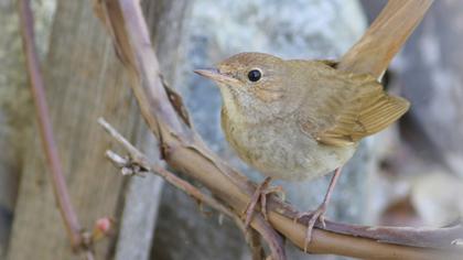 Thrush Nightingale