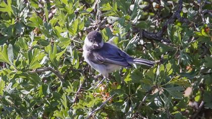 Akyanaklı baştankara