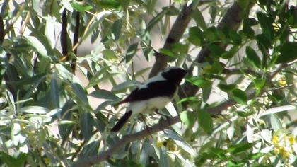 Aksırtlı kuyrukkakan