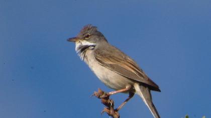 Akgerdanlı ötleğen