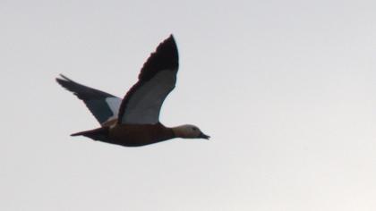 Angıt