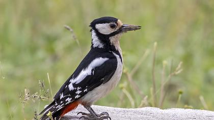 Orman alaca ağaçkakanı