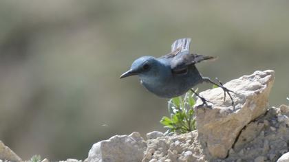 Gökardıç