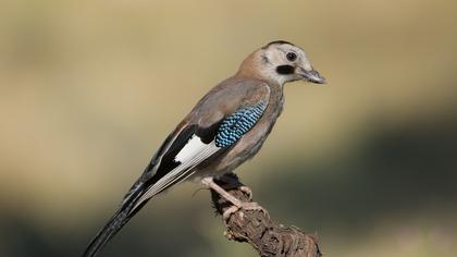 Alakarga