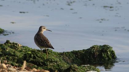 Orman düdükçünü