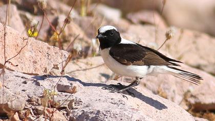 Karakulaklı kuyrukkakan