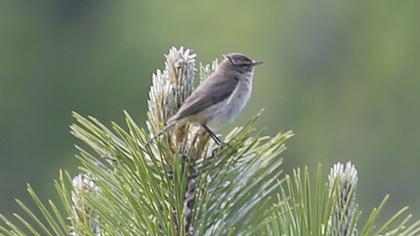 Eastern Bonelli`s Warbler