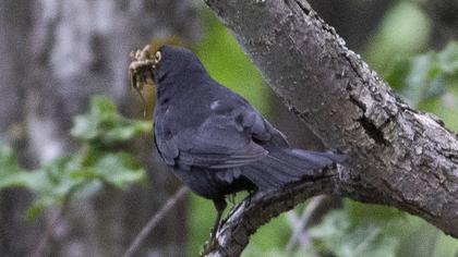 Karatavuk