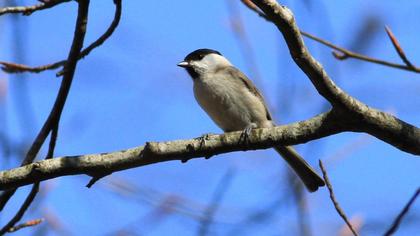 Kayın baştankarası