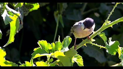 Pembegöğüslü ötleğen