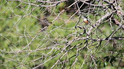 Maskeli örümcekkuşu