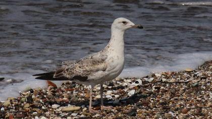 Van gölü martısı