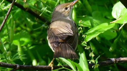 Marsh Warbler