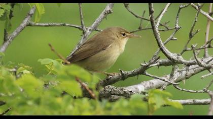 Çalı kamışçını