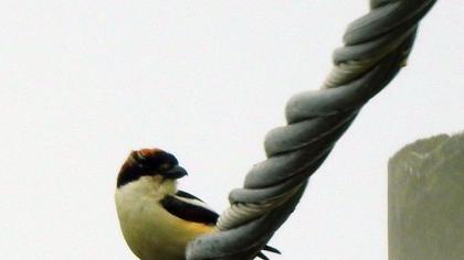 Kızılbaşlı örümcekkuşu