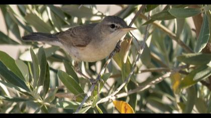 Zeytin mukallidi