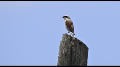 Red-backed Shrike