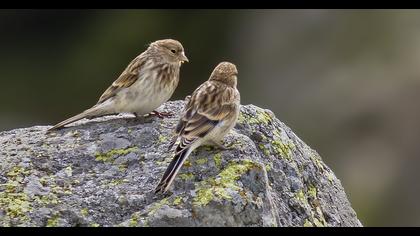 Twite