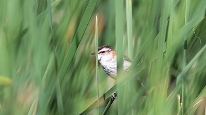 Bıyıklı kamışçın