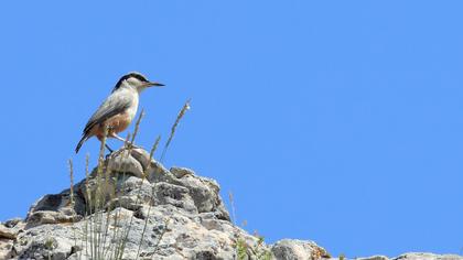Büyük kaya sıvacısı