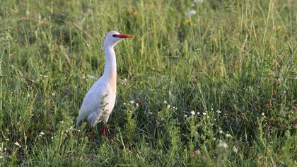 Sığır balıkçılı