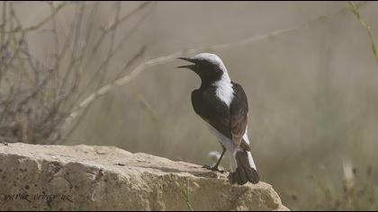 Aksırtlı kuyrukkakan