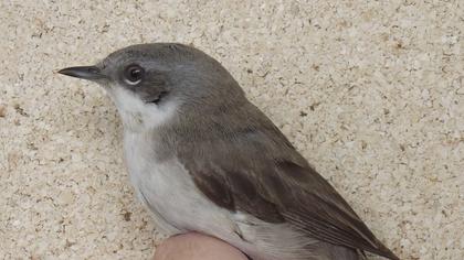 Küçük akgerdanlı ötleğen